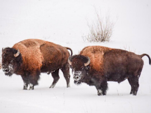 The States Where Americans Don't Want To Live Anymore