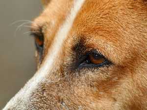 Veterinarian Reveals Game-changing Approach to Canine Care