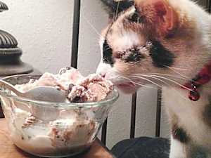 3 Silent Clues Your Cat Asks for Help