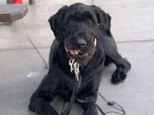 One Dangerous Meat Commonly Found in Name Brand Dog Food