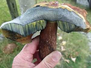 Incredible Mushroom Unlocks Your Brain's True Potential (Try Tonight)