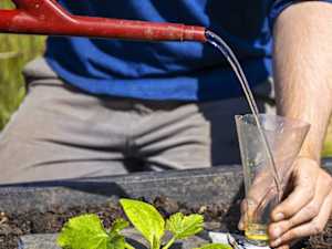 Erratic Blood Sugar? Avoid This "Healthy" Green Veggie