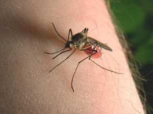 The Best Anti-mosquito Device for Your Yard or Patio