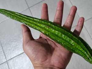 Fighting Diabetes? This Discovery Leaves Doctors Breathless! (Watch Video)