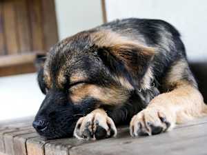 One Dangerous Meat Commonly Found in Name Brand Dog Food