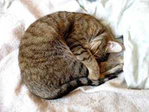 Have an Old Cat? Top Vet Says to Do This