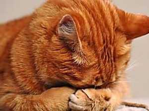 3 Silent Clues Your Cat Asks for Help