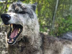 Shelter Adopts Pup, Quickly Realizes Something Isn't Right