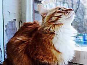 If Your Cat Vomits (Do This Every Day)