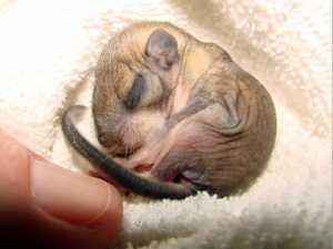 This Tiny Freak Animal Grew Up to Look Like This