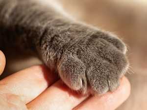 3 Silent Clues Your Cat Asks for Help