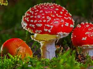 The Emerging Psychedelics Market Gives Investors an Exciting Opportunity