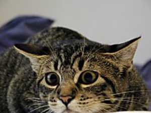 3 Silent Clues Your Cat Asks for Help