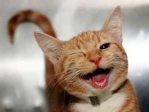 3 Ways Your Cat Asks for Help