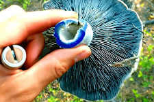 New Scientific Research: "Blue-Antioxidant" 43X Better Than Retinol [Watch Now]
