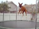 These 15 Animals Know How to Have Fun